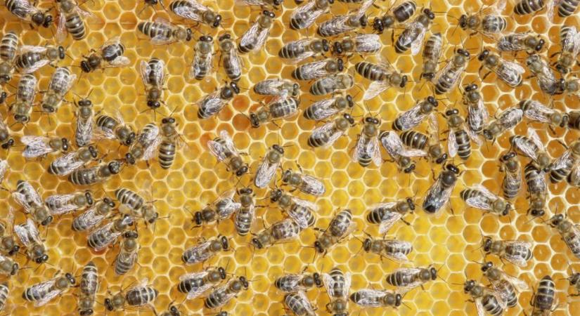 Százezrével pusztulnak a méhek Magyarországon