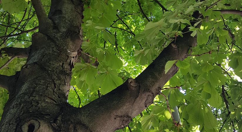 Dán kutatók felfedezték a növények "szívét"