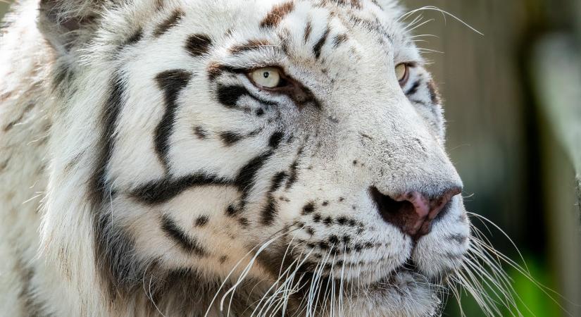 Fogászra volt szüksége a Nyíregyházi Állatpark fehér tigrisének