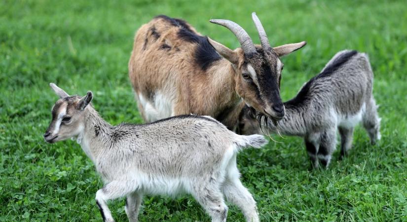 Fotókon mutatjuk a Bőszénfai Szarvasfarm új jövevényeit