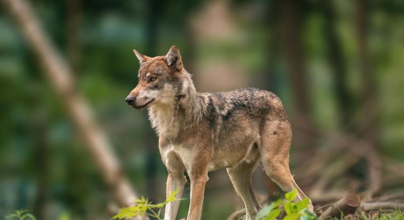 Megtalálták a Borsodban kilőtt svájci farkas jeladóját