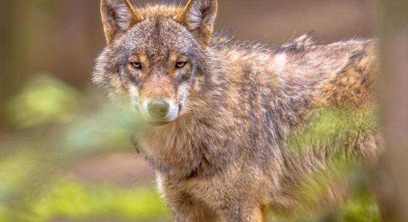 Most jött a hír! Váratlan fordulat a Borsodban kilőtt svájci farkas ügyében