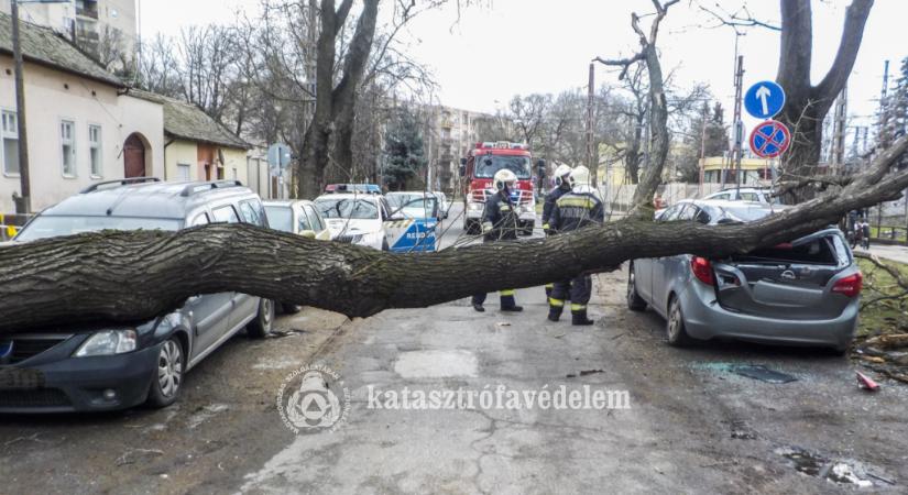 Az úttestre dőlt egy hatalmas fa Szegeden