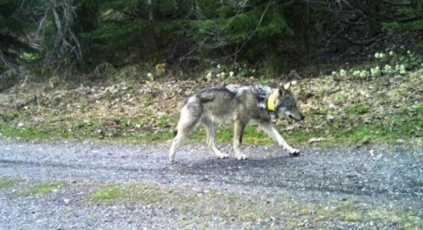 Már április elején megtalálták a lelőtt farkas jeladóját