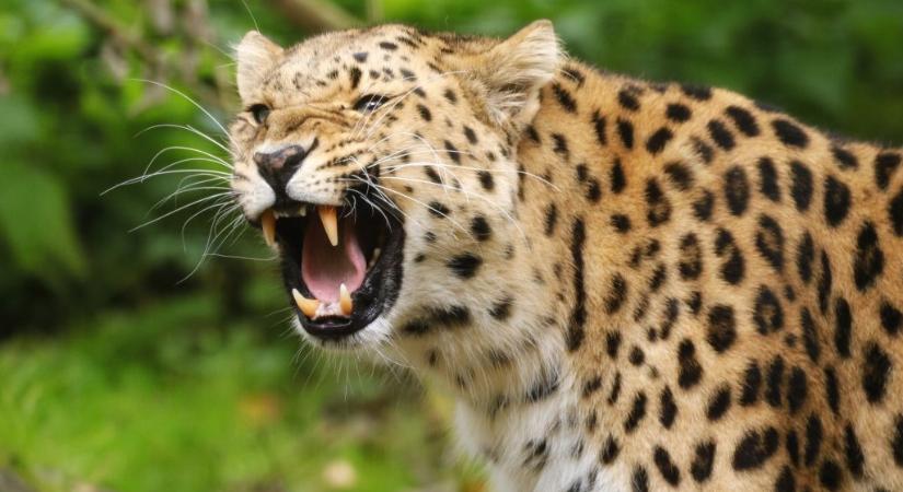 Nyolcéves kislányt ölt meg egy leopárd