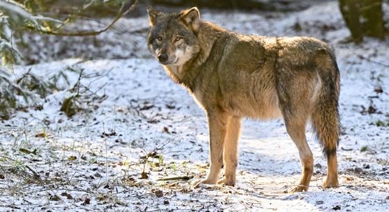 Farkasfalkát irtottak ki mérgező húsdarabokkal egy olasz nemzeti parkban