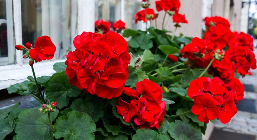 Így válassz muskátlit: tippek és trükkök a virágtól pompázó balkonládáért