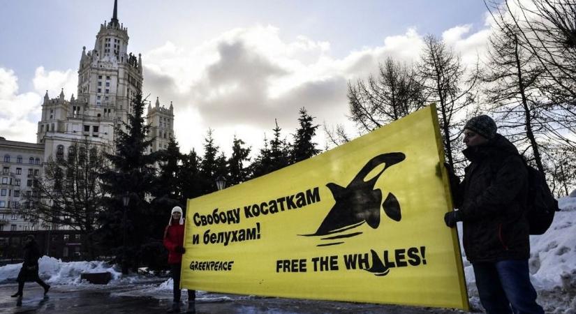 Moszkva szerint a Greenpeace külföldi ügynöktevékenységet folytat