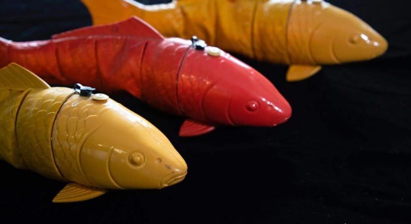 Robothalak segítségével vizsgálták a halrajokat tudósok