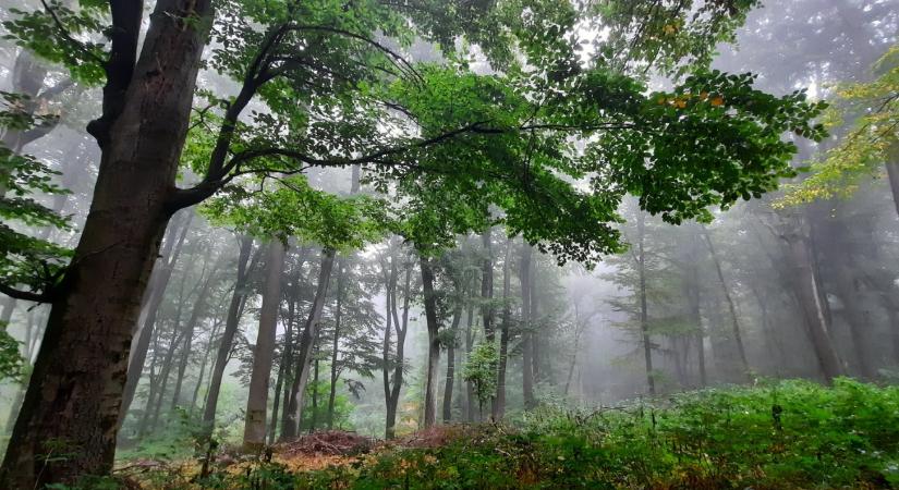 Természeti és kulturális értékeket őriznek a Bakonyi és Balaton-felvidéki erdők