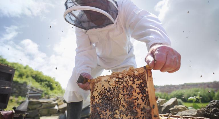 A tudósok rájöttek, mi zavarja nagyon a méheket