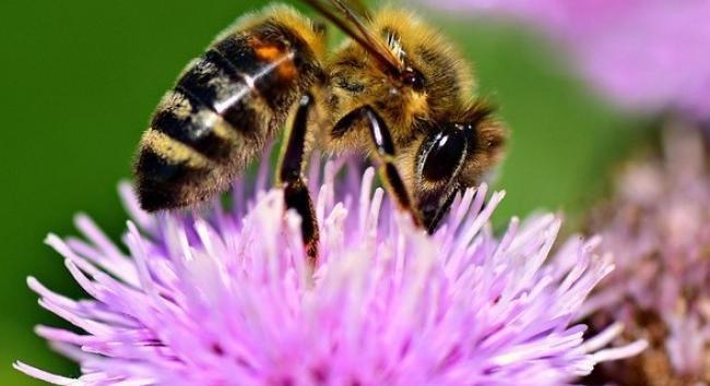 Darázscsípés - Ezt tegye, ha megcsípte egy méh vagy darázs