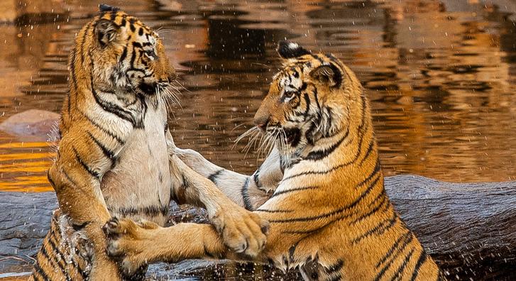 Két tigris testvér vízi csatájánál nincs is ámulatba ejtőbb