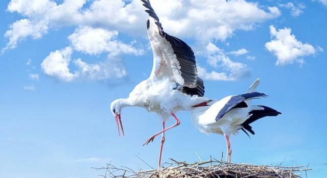 Létavértesen leverték a gólyák fészkét, mert az önkormányzat autóira piszkítottak