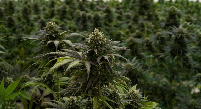 Minnesotában legalizálhatják a marihuána rekreációs használatát