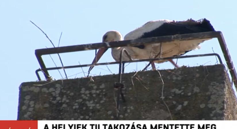 Felháborodtak a létavértesiek, miután az önkormányzat lerombolta egy gólyapár fészkét