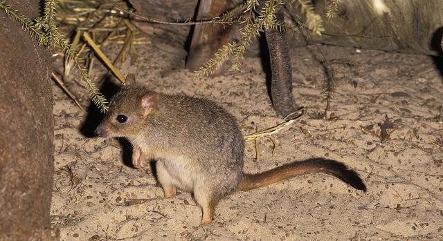 A kihalás széléről tért vissza egy mini kenguru Ausztráliában