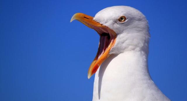 Agresszív, rabló sirályokra panaszkodnak a drogosok, a beszívott madarak terrorizálják az embereket
