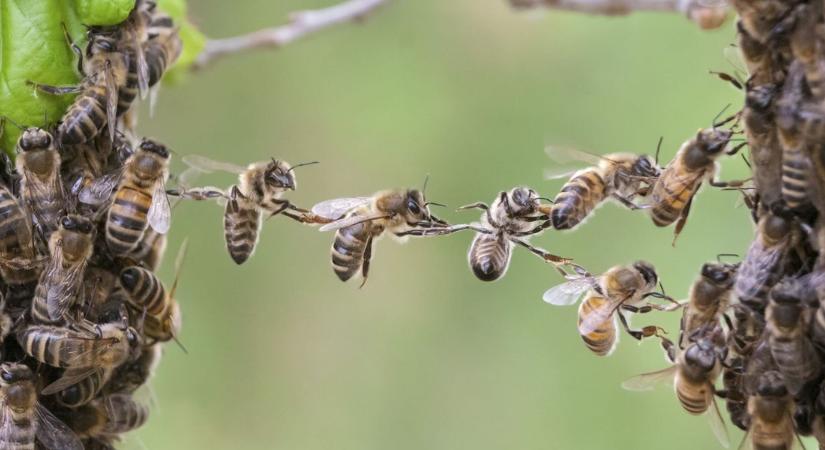 Óriási méhpusztulásról számolt be a Méhészeti Egyesület