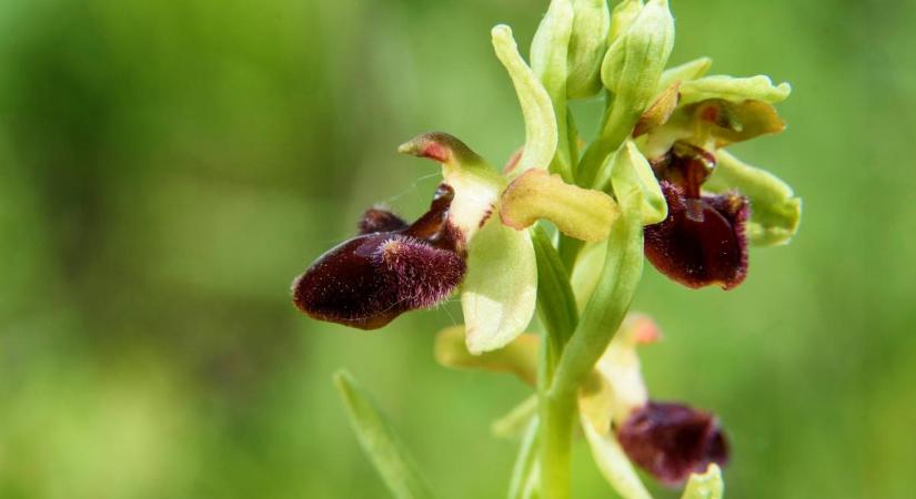 Itt fedeztek fel hazánkban egy új, különleges orchidea lelőhelyet