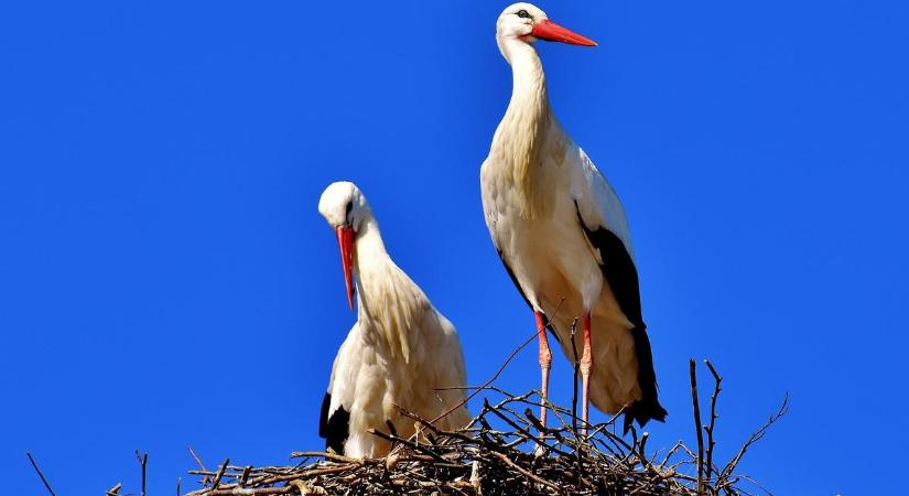 Lekakilták az önkormányzati autókat, válaszul lerombolták a gólyák fészkét Létavértesen