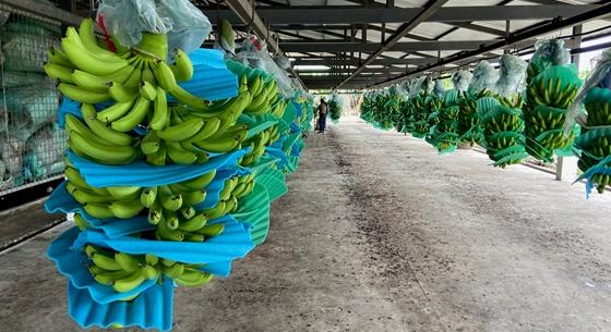 Elbírna egy harminckilós banánfürttel? Megnéztük, hol terem, ami a magyar boltokba kerül