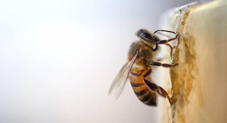 A méhek világnapja alkalmából játékosan tanulhatsz a biológiai sokszínűségről