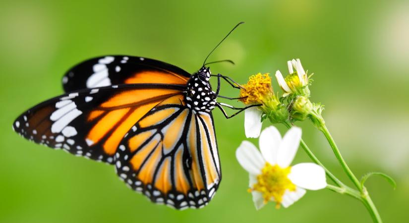 Egy friss kutatás szerint a pillangók a mai Amerika területén jelentek meg először