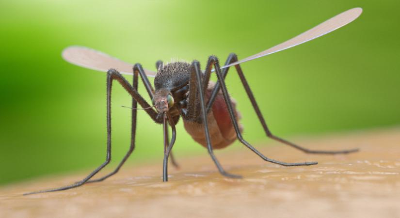 Megvan a módszer, amivel elűzhetjük a szúnyogokat