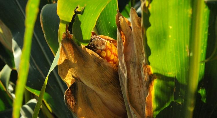 Komoly veszély, megoldásra vár a toxinos kukorica problémája