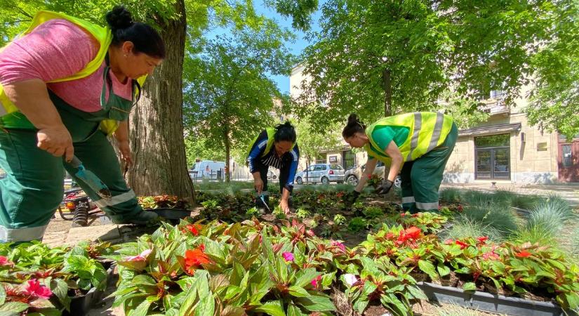 Több tízezer nyári növényt ültetnek el Kecskeméten  galériával
