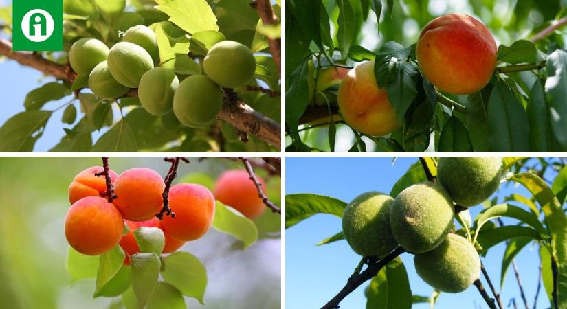 Miért fontos a gyümölcskezdemények szabályozása?