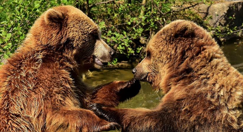 Összebalhézhatnak a medvék Nógrádban, erre figyelmeztetnek a medvefigyelők