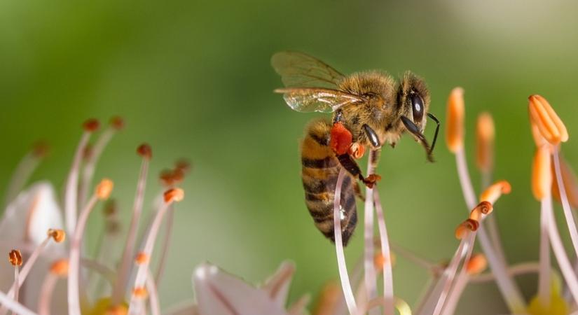 Már Nyugat-Európában is hódít a méhek bevonásával történő terápia