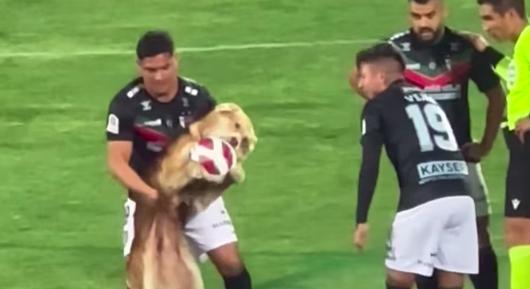 Játékos kutya szakított félbe egy focimeccset, egyszerre olvadozik és kacag az internet a róla készült videón