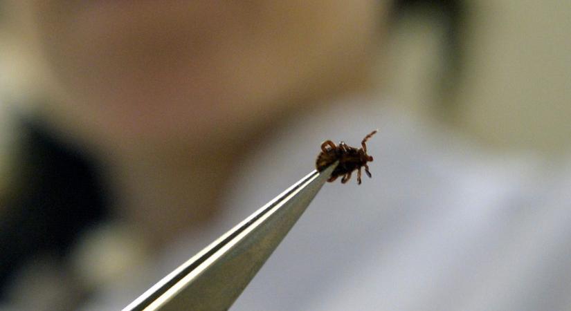 Újabb veszély: egyre több a kullancs, egyre több a Lyme-kóros beteg