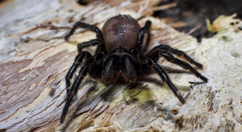 Ez a világ leghalálosabb pókja