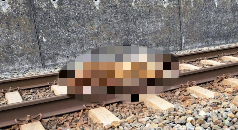 Drámai képek: két mozdonyvezető is jelentette, egy elgázolt medve fekszik a síneken - Fotók