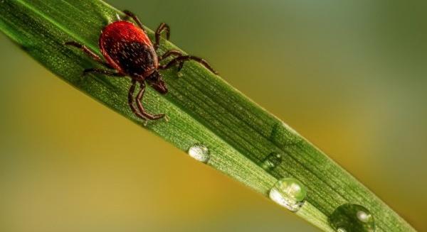 Vajon mennyit tudunk a Lyme-kórról?