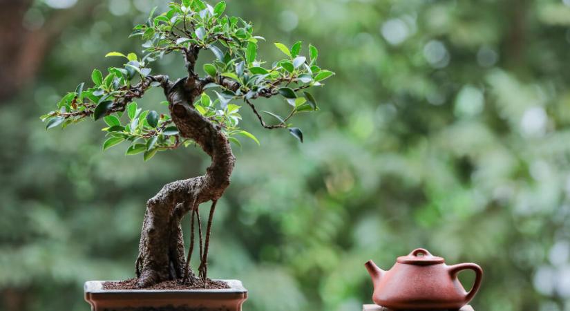 Igaz történetek: Hédi és az érző bonsai fa