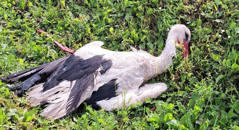 Nagyfeszültség végzett a plébánia előtt fészkelő gólyával ONLINERA