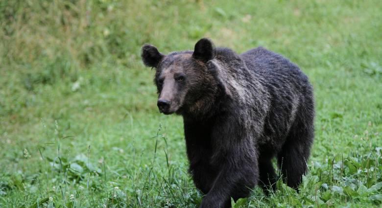 Kilencszer riasztották medvék miatt a Hargita megyei csendőröket