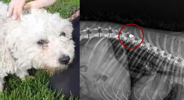 Elsőre azt hitték, „csak” elütötte egy autó – rálőttek a kétéves kutyára, a gerincébe fúródott egy légpuskalövedék