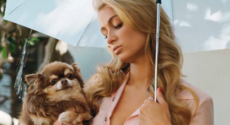 Gyászol Paris Hilton, meghalt a 23 éves csivavája