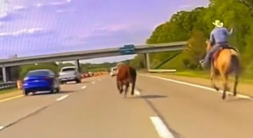 Lasszózva kergetett egy tehenet az autópályán
