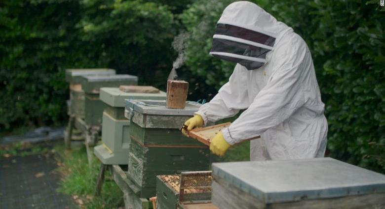 Vajon megmenti a méheket az okostechnológia?