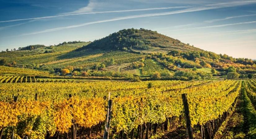 Magyarország Tokaj borvidékén eladó a borfesztiválok többszörösen győztes borászata - GALÉRIA