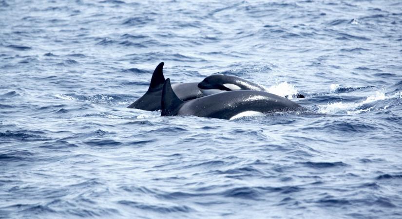 Egymást tanítják hajókra támadni a kardszárnyú delfinek Európa déli partjain
