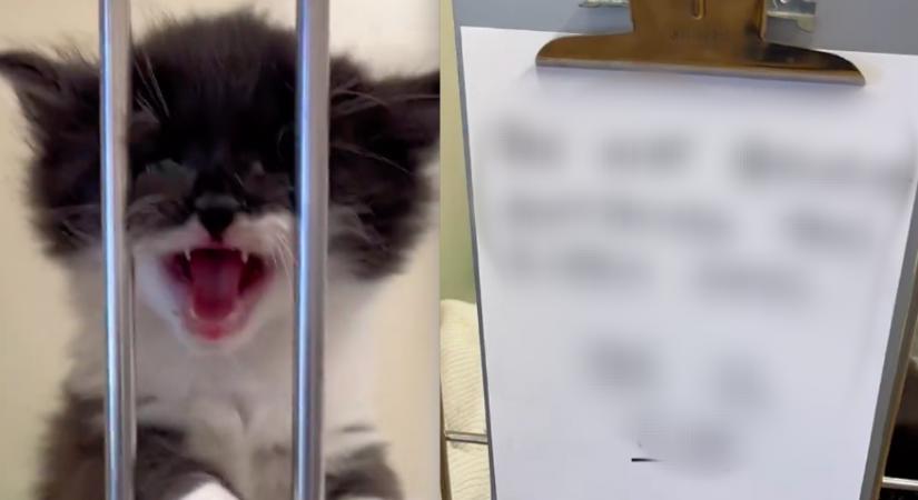 Keservesen nyávogott a kiscica: kemény üzenetet írt az orvosa a ketrecére - Videó