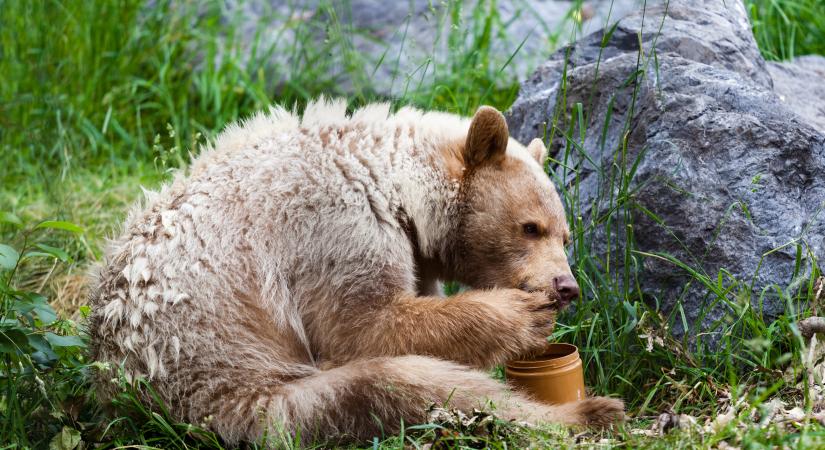 Figyelmeztetnek a medve megfigyelők: senki ne álljon le videózni a balhézó nógrádi medvéket